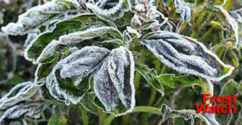 Frost Watch
